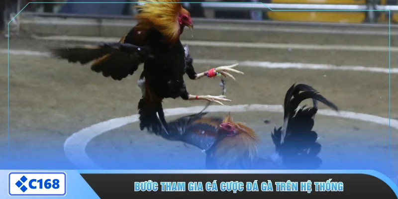 Bước tham gia cá cược đá gà trên hệ thống